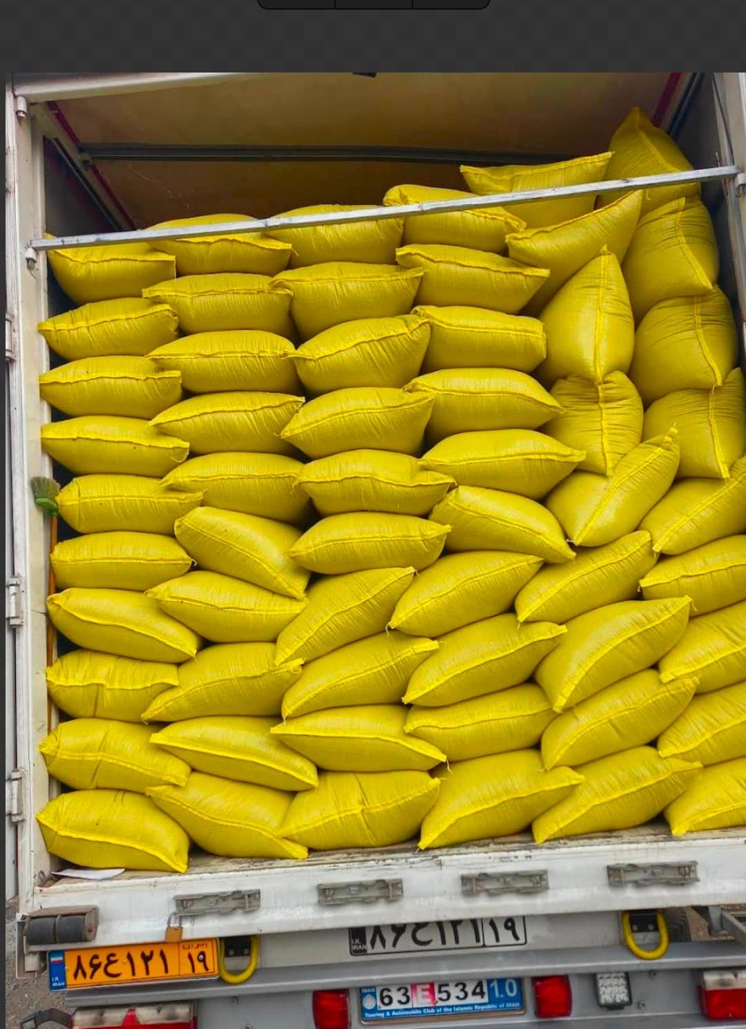 تهیه مستقیم گشنیز کنگاور برای تامین شبکه پخش کشوری